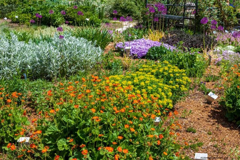 Droogtetolerante vaste planten:23 hittebestendige keuzes voor een levendige tuin 