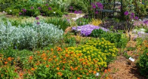 Droogtetolerante vaste planten:23 hittebestendige keuzes voor een levendige tuin 