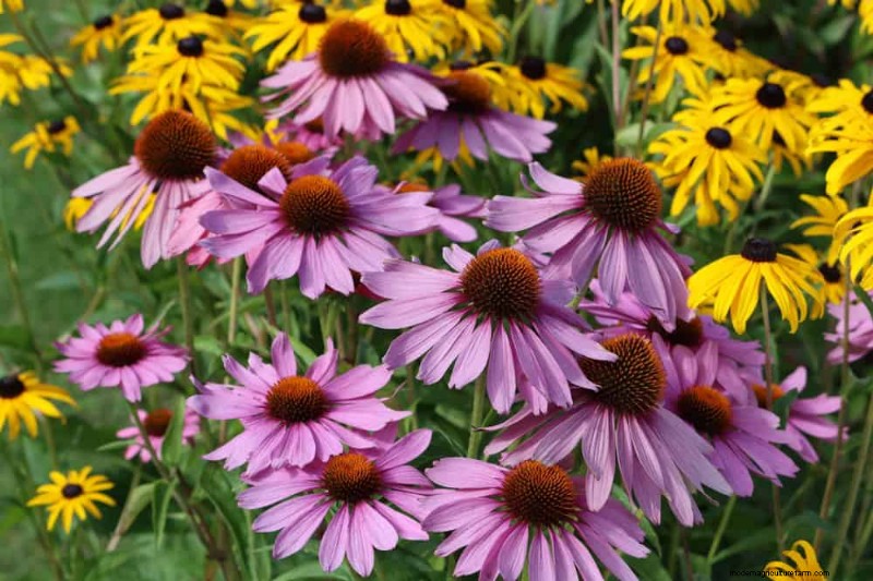 Droogtetolerante vaste planten:23 hittebestendige keuzes voor een levendige tuin 