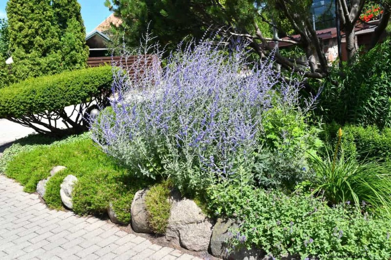 Droogtetolerante vaste planten:23 hittebestendige keuzes voor een levendige tuin 
