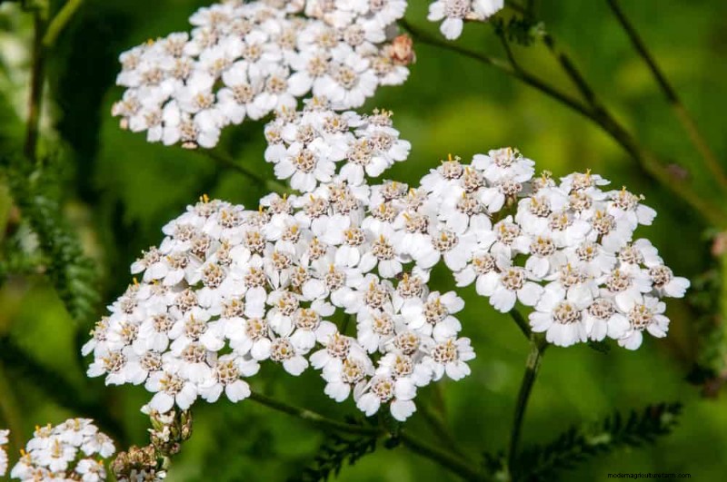 Droogtetolerante vaste planten:23 hittebestendige keuzes voor een levendige tuin 
