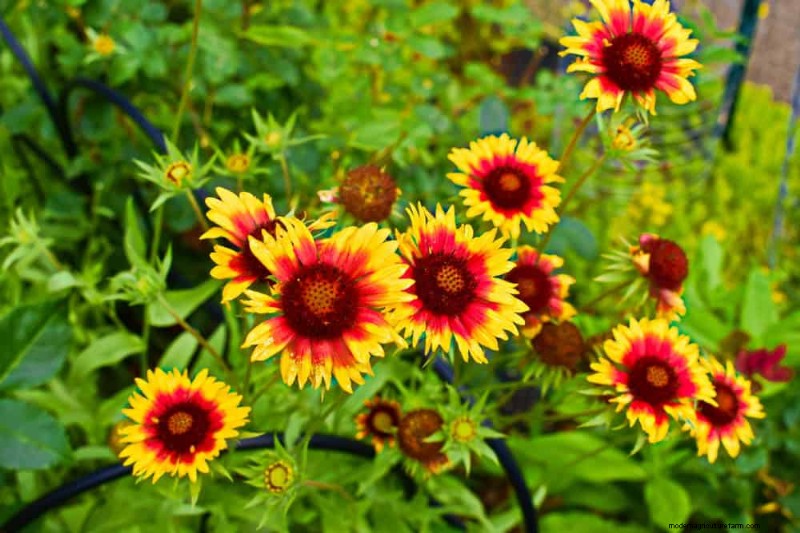 Droogtetolerante vaste planten:23 hittebestendige keuzes voor een levendige tuin 