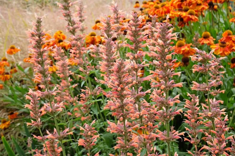 Droogtetolerante vaste planten:23 hittebestendige keuzes voor een levendige tuin 