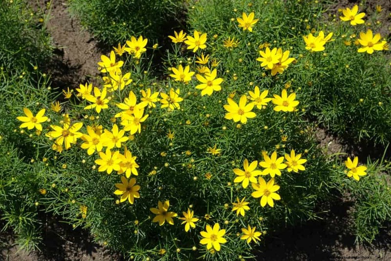 Droogtetolerante vaste planten:23 hittebestendige keuzes voor een levendige tuin 