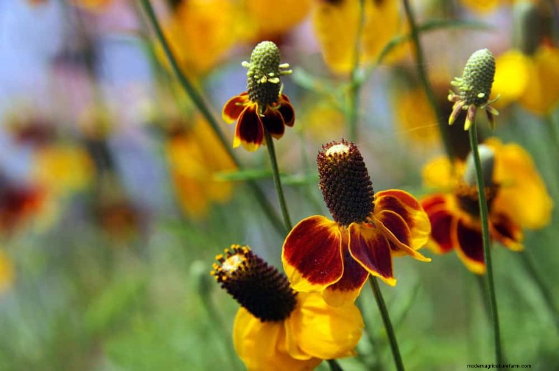 Droogtetolerante vaste planten:23 hittebestendige keuzes voor een levendige tuin 