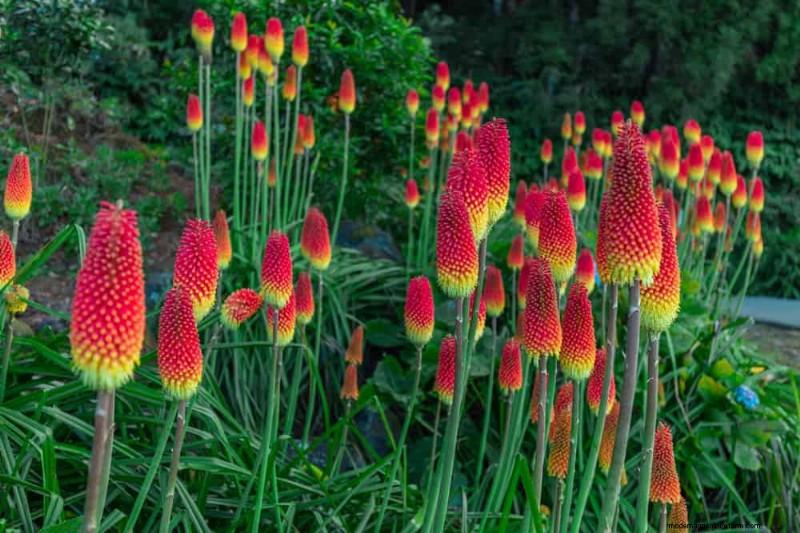 Droogtetolerante vaste planten:23 hittebestendige keuzes voor een levendige tuin 