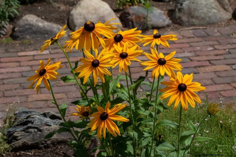 Droogtetolerante vaste planten:23 hittebestendige keuzes voor een levendige tuin 