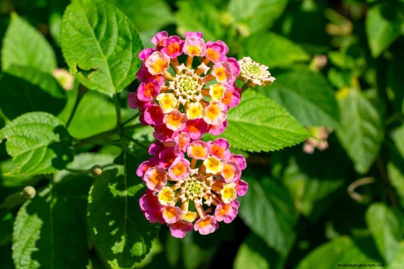 Droogtetolerante vaste planten:23 hittebestendige keuzes voor een levendige tuin 