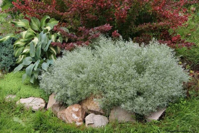 Droogtetolerante vaste planten:23 hittebestendige keuzes voor een levendige tuin 
