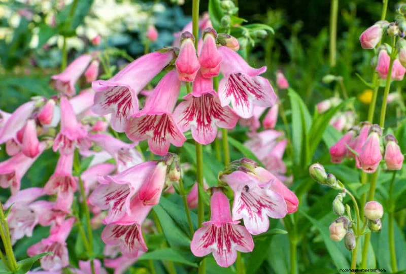 Droogtetolerante vaste planten:23 hittebestendige keuzes voor een levendige tuin 