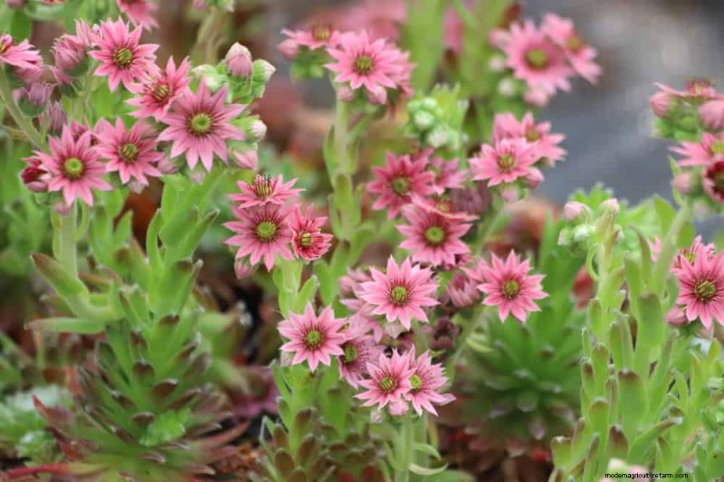 Droogtetolerante vaste planten:23 hittebestendige keuzes voor een levendige tuin 