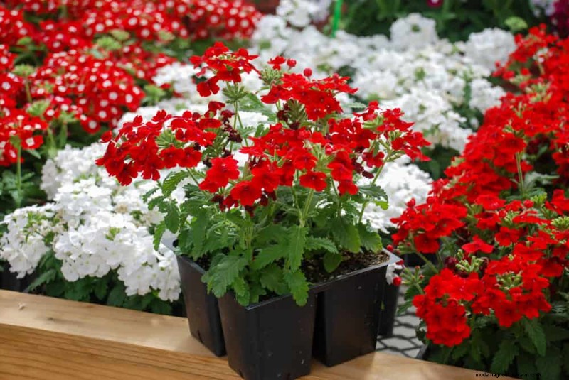 Droogtetolerante vaste planten:23 hittebestendige keuzes voor een levendige tuin 