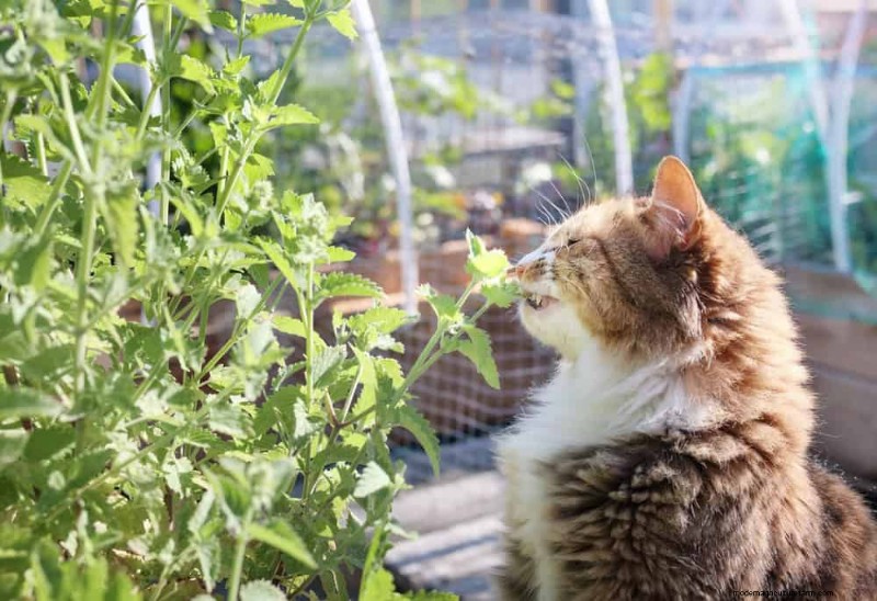 Droogtetolerante vaste planten:23 hittebestendige keuzes voor een levendige tuin 
