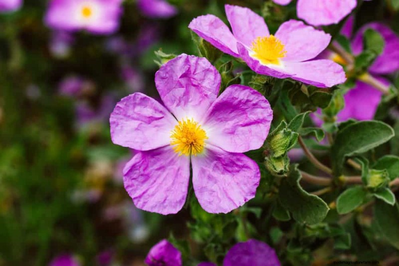 Droogtetolerante vaste planten:23 hittebestendige keuzes voor een levendige tuin 