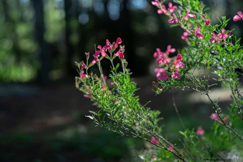 Droogtetolerante vaste planten:23 hittebestendige keuzes voor een levendige tuin 