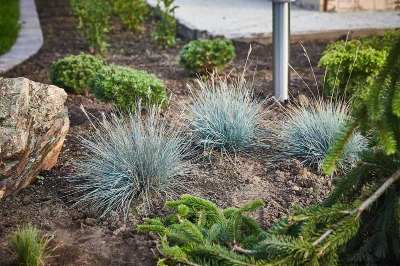 Droogtetolerante vaste planten:23 hittebestendige keuzes voor een levendige tuin 