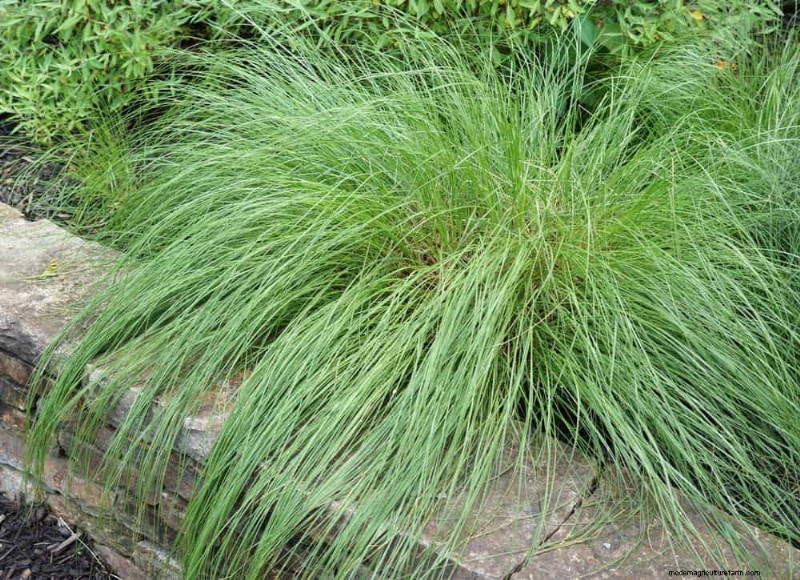 Droogtetolerante vaste planten:23 hittebestendige keuzes voor een levendige tuin 