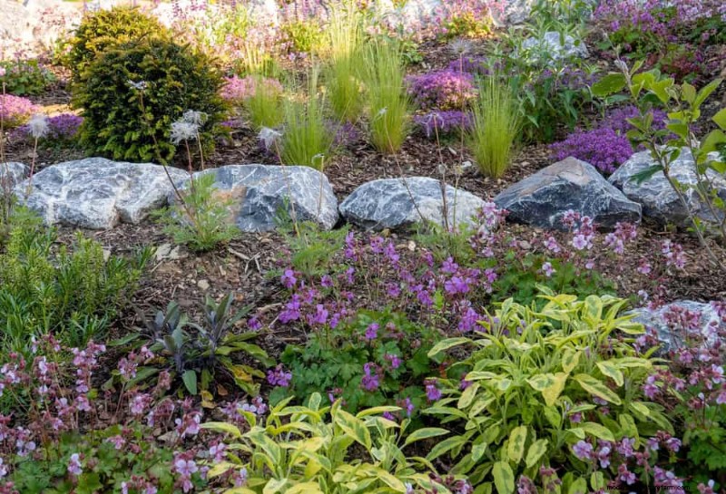 Droogtetolerante vaste planten:23 hittebestendige keuzes voor een levendige tuin 