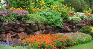 Droogtetolerante planten:18 keuzes bij laag water voor een bloeiende tuin 