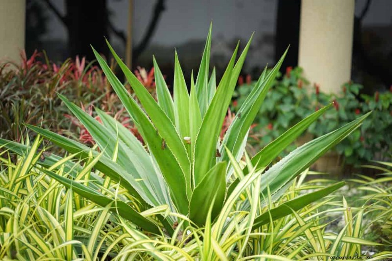 干ばつに強い植物:低水圧で庭を育てるための 18 の選択肢 