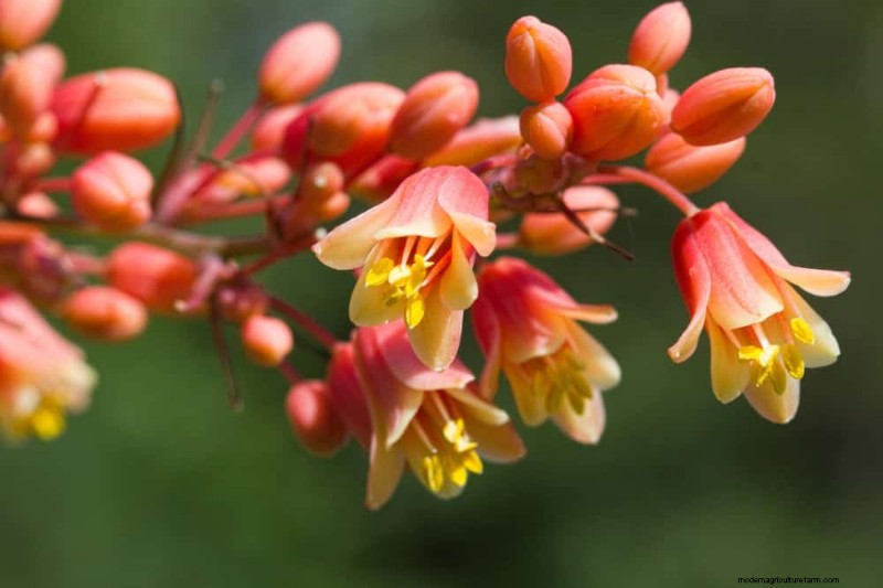 干ばつに強い植物:低水圧で庭を育てるための 18 の選択肢 