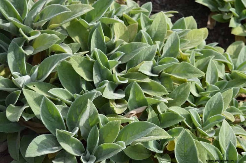 干ばつに強い植物:低水圧で庭を育てるための 18 の選択肢 