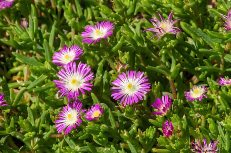 干ばつに強い植物:低水圧で庭を育てるための 18 の選択肢 