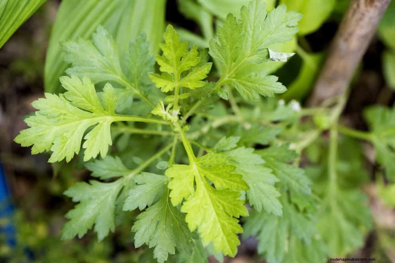 干ばつに強い植物:低水圧で庭を育てるための 18 の選択肢 