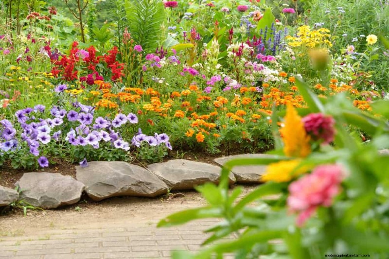 干ばつに強い植物:低水圧で庭を育てるための 18 の選択肢 
