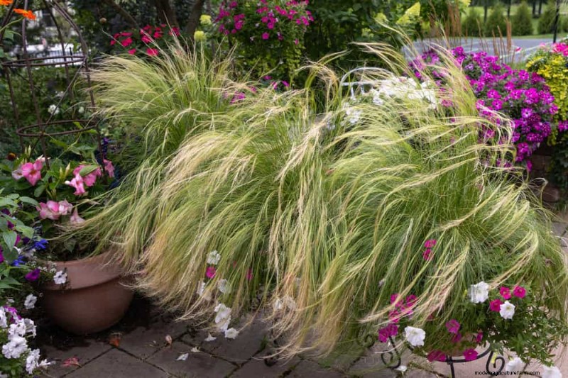 干ばつに強い植物:低水圧で庭を育てるための 18 の選択肢 