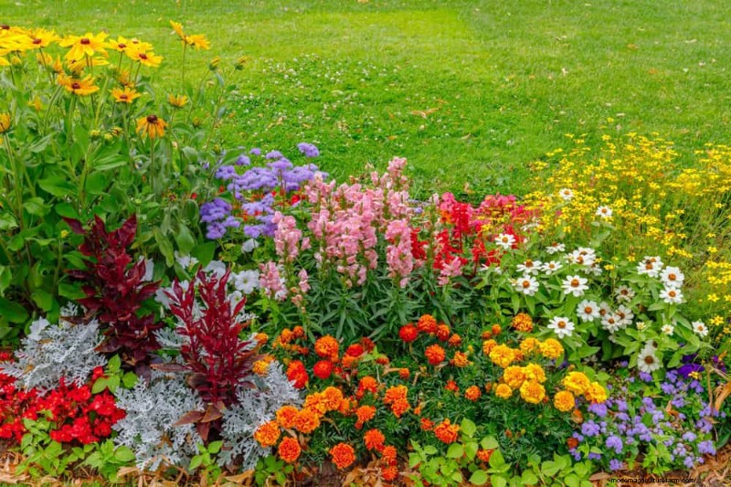 Piante primaverili adatte agli impollinatori:20 migliori scelte per un giardino fiorente 