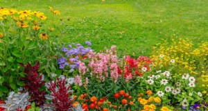 Piante primaverili adatte agli impollinatori:20 migliori scelte per un giardino fiorente 