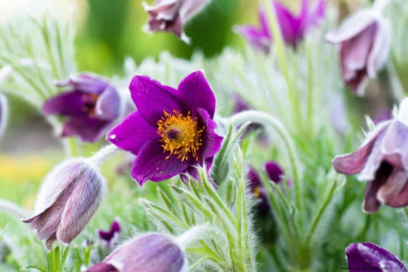 Piante primaverili adatte agli impollinatori:20 migliori scelte per un giardino fiorente 