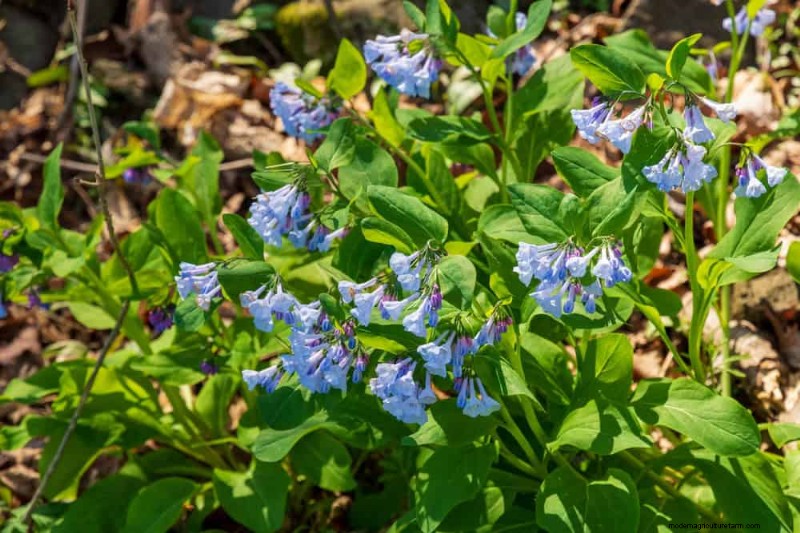 Piante primaverili adatte agli impollinatori:20 migliori scelte per un giardino fiorente 