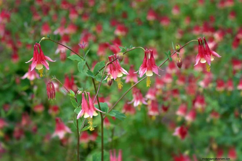 Piante primaverili adatte agli impollinatori:20 migliori scelte per un giardino fiorente 