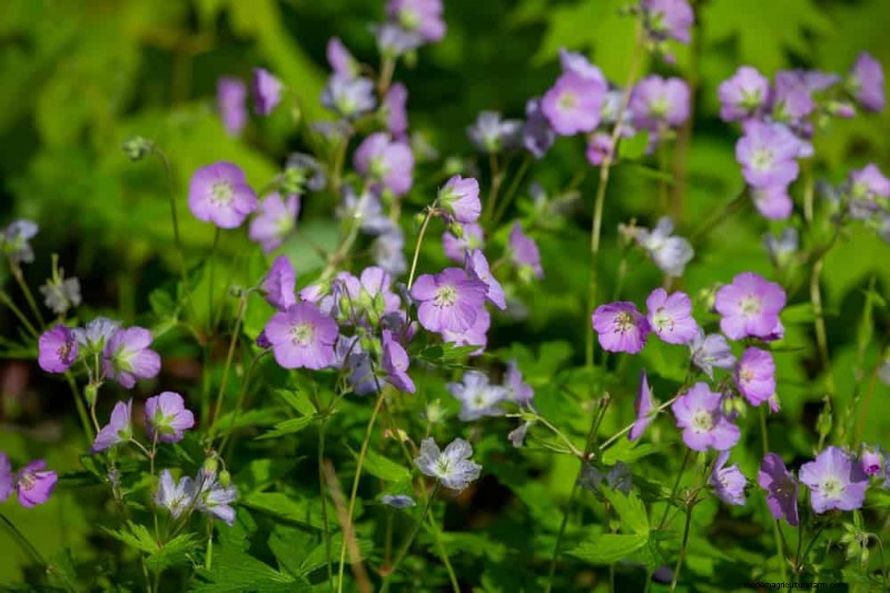 Piante primaverili adatte agli impollinatori:20 migliori scelte per un giardino fiorente 