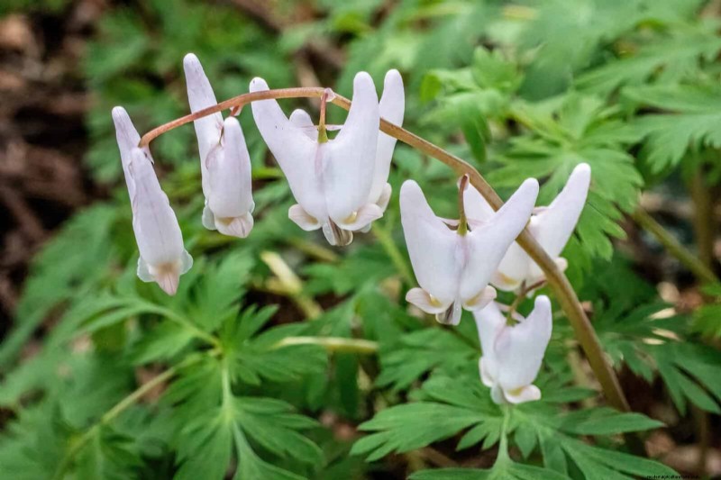 Piante primaverili adatte agli impollinatori:20 migliori scelte per un giardino fiorente 