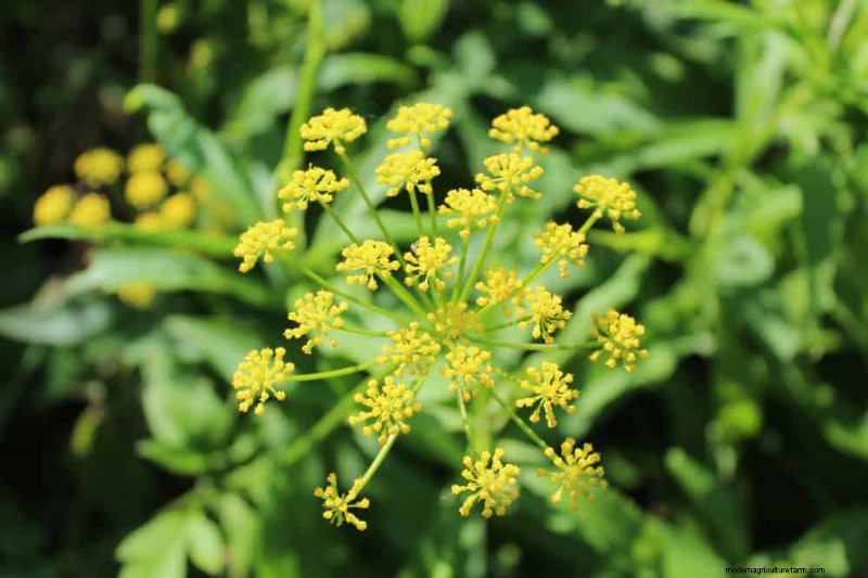 Piante primaverili adatte agli impollinatori:20 migliori scelte per un giardino fiorente 