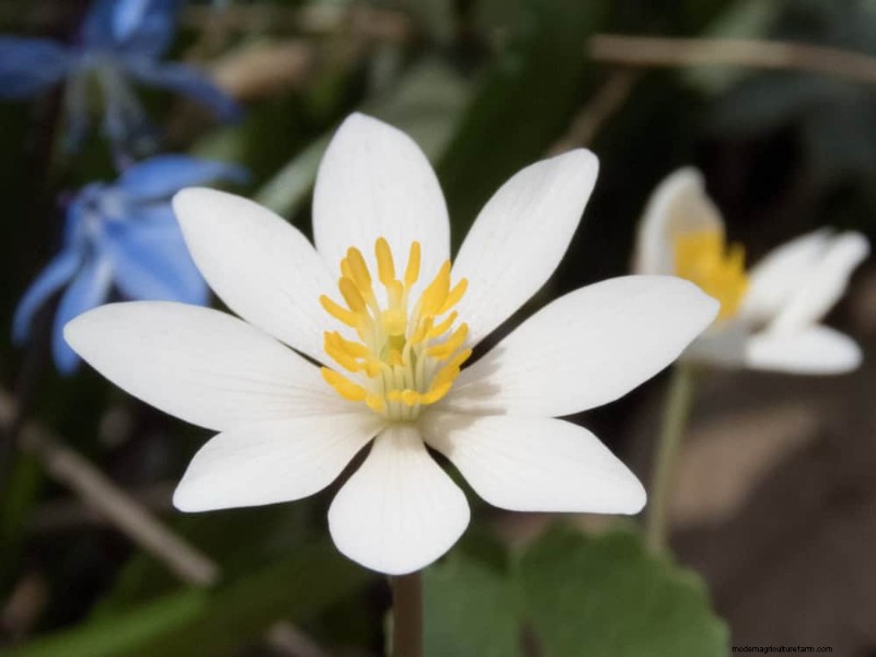 Piante primaverili adatte agli impollinatori:20 migliori scelte per un giardino fiorente 