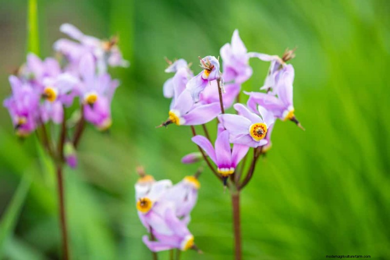 Piante primaverili adatte agli impollinatori:20 migliori scelte per un giardino fiorente 