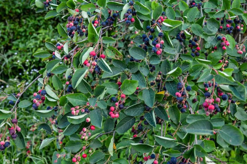 Piante primaverili adatte agli impollinatori:20 migliori scelte per un giardino fiorente 