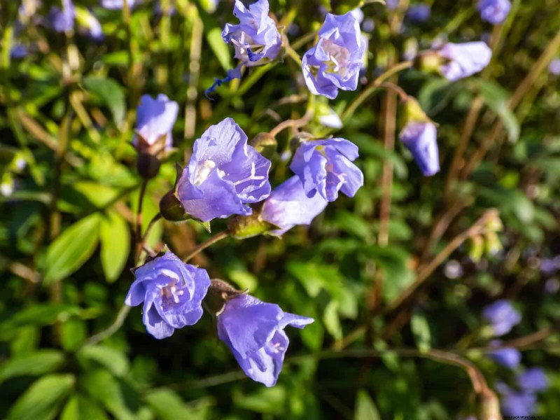 Piante primaverili adatte agli impollinatori:20 migliori scelte per un giardino fiorente 