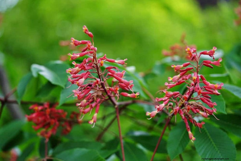 Piante primaverili adatte agli impollinatori:20 migliori scelte per un giardino fiorente 