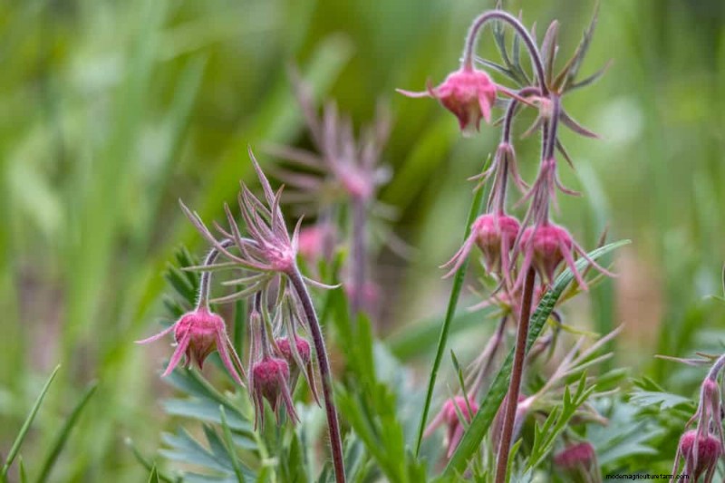 Piante primaverili adatte agli impollinatori:20 migliori scelte per un giardino fiorente 