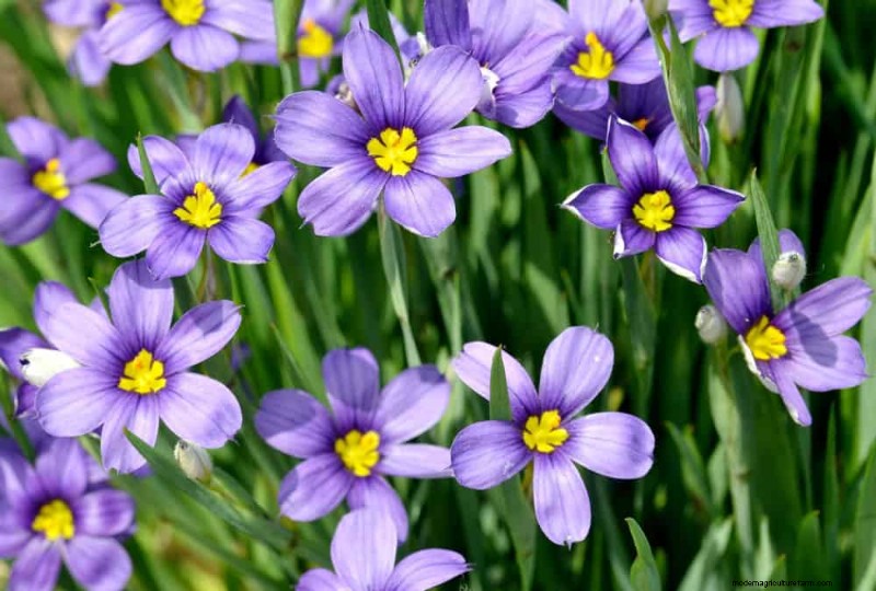 Piante primaverili adatte agli impollinatori:20 migliori scelte per un giardino fiorente 