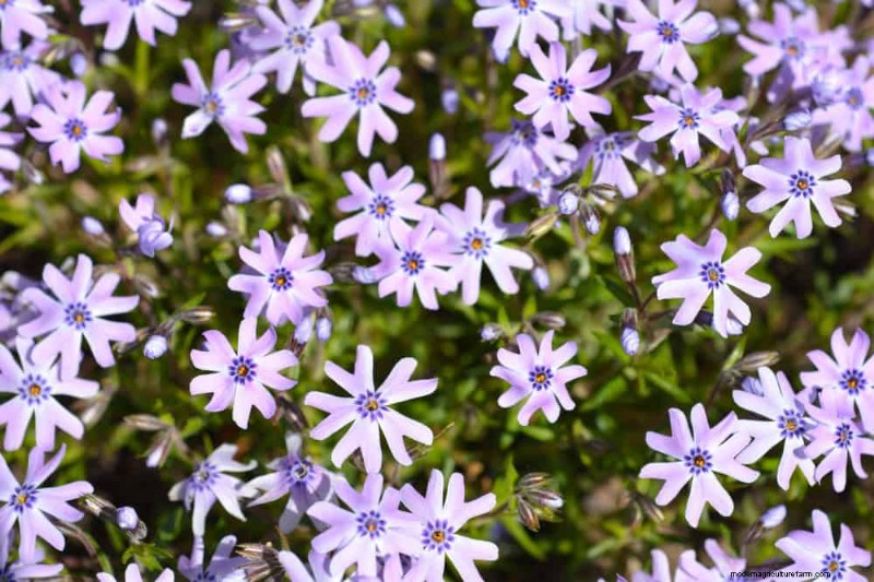 Piante primaverili adatte agli impollinatori:20 migliori scelte per un giardino fiorente 