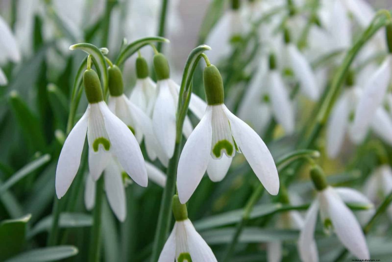 Piante primaverili adatte agli impollinatori:20 migliori scelte per un giardino fiorente 