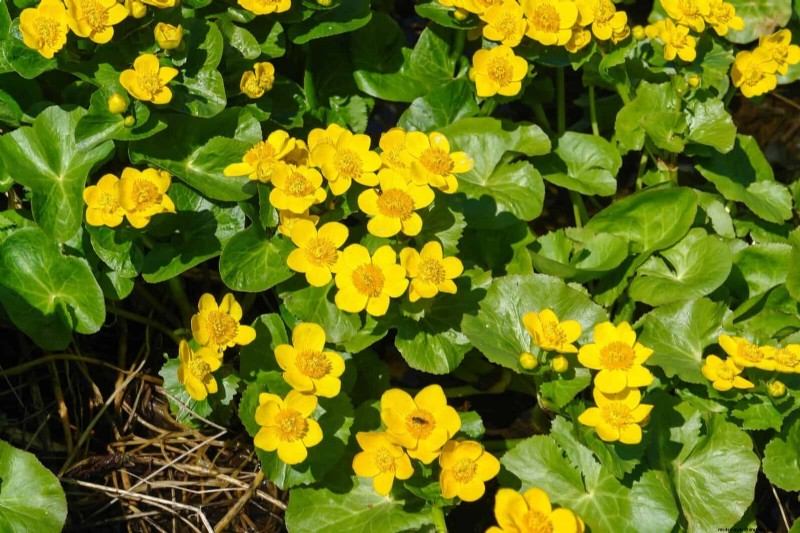 Piante primaverili adatte agli impollinatori:20 migliori scelte per un giardino fiorente 