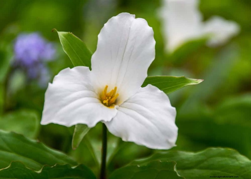Piante primaverili adatte agli impollinatori:20 migliori scelte per un giardino fiorente 