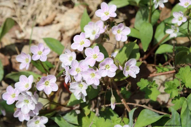 Piante primaverili adatte agli impollinatori:20 migliori scelte per un giardino fiorente 